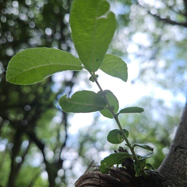 Salix cinerea Folio