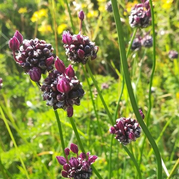 Allium scorodoprasum പുഷ്പം