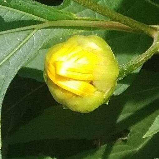 Tithonia diversifolia Flower