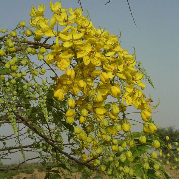 Cassia sieberiana Flower