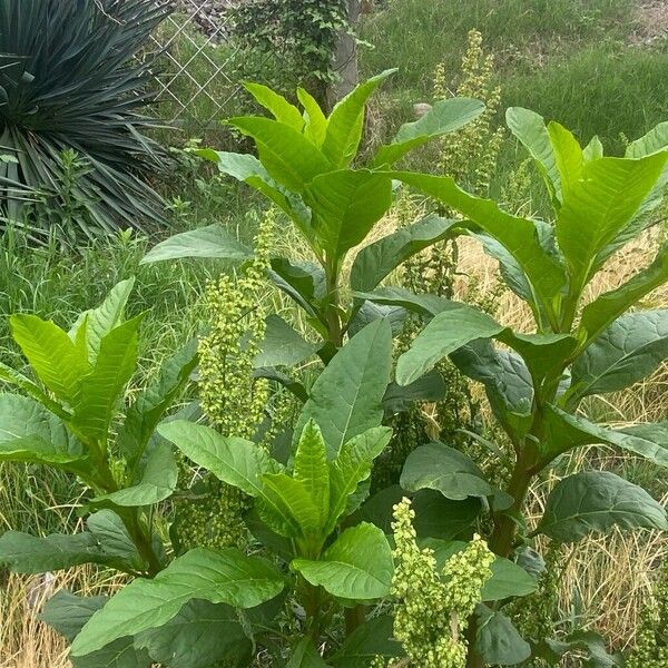 Rumex longifolius Облик