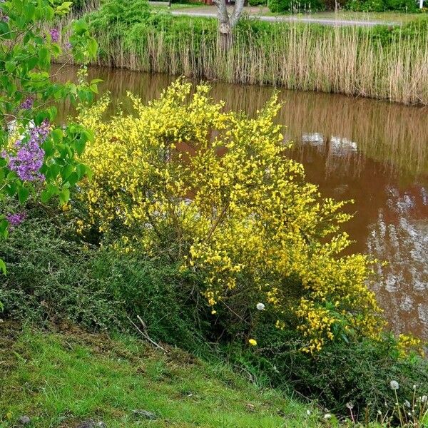 Cytisus scoparius Habitus