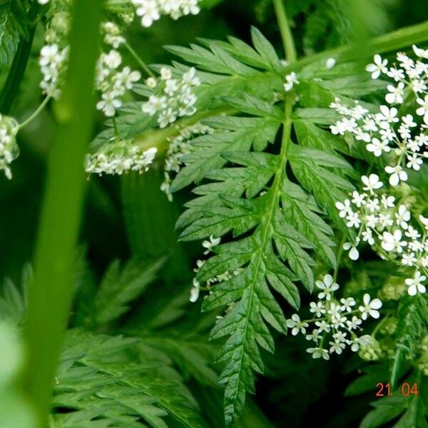 Chaerophyllum aureum Blad