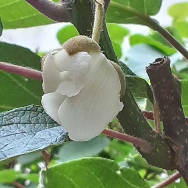 Actinidia chinensis Floro