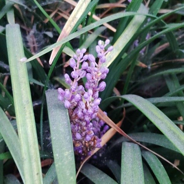 Liriope muscari Flower