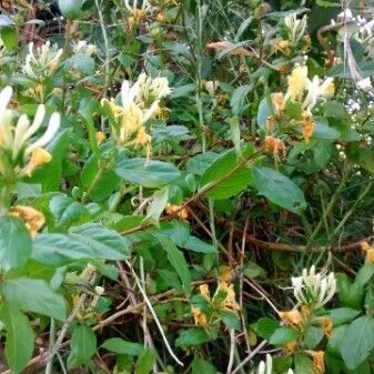 Lonicera japonica Blüte