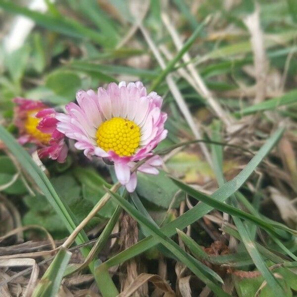 Bellis sylvestris Кветка