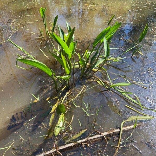 Alisma plantago-aquatica Natur