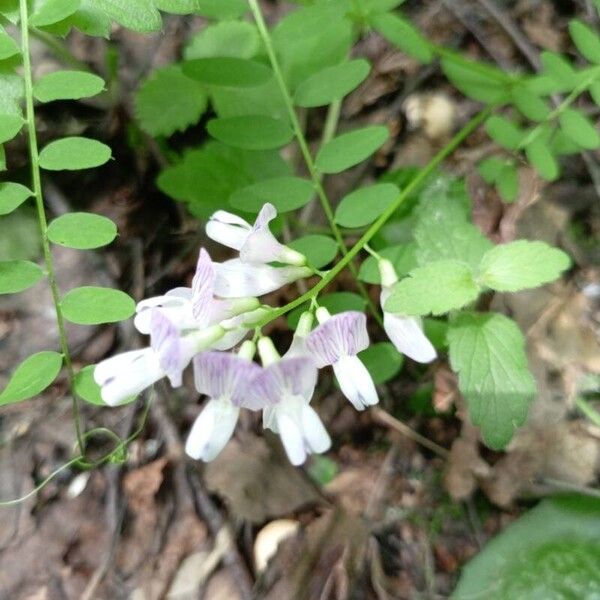 Vicia sylvatica Kvet