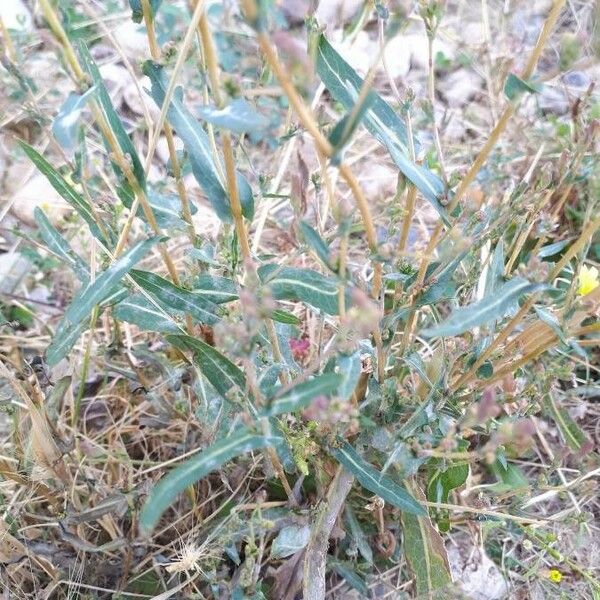 Lactuca serriola Hostoa