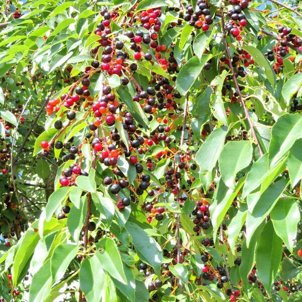 Prunus serotina Fruit