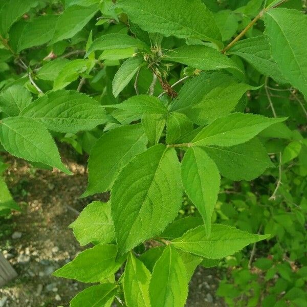 Weigela subsessilis Frunză