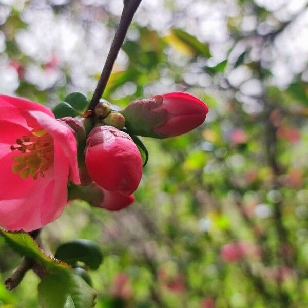 Chaenomeles speciosa 花