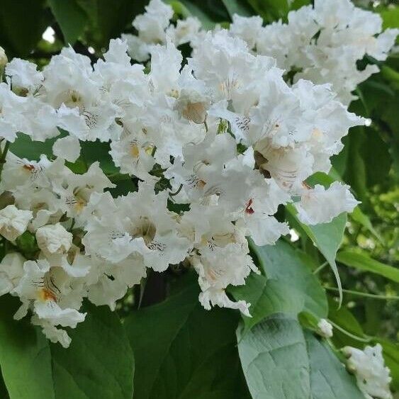 Catalpa speciosa फूल