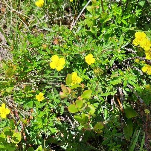 Potentilla pedata Flower