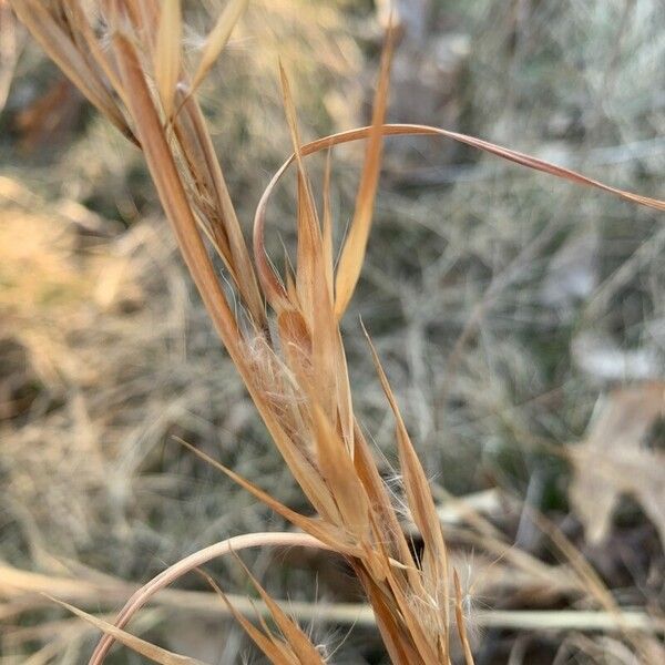 Andropogon gyrans Blatt