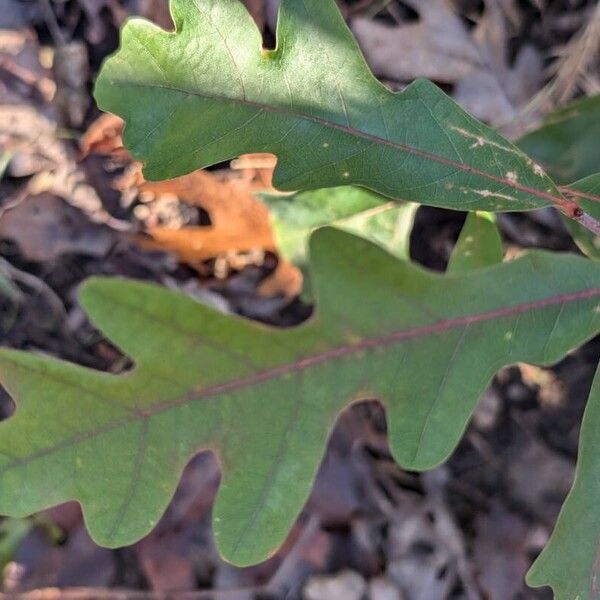 Quercus alba Leaf