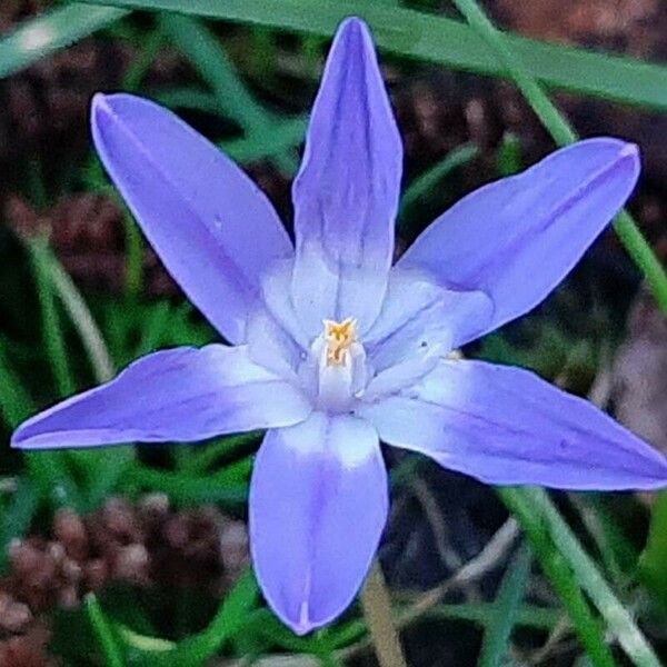 Scilla luciliae Цвят