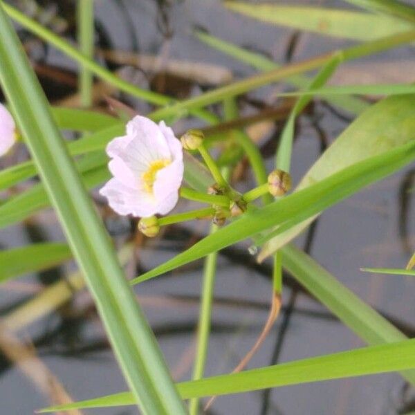 Baldellia ranunculoides Blomma