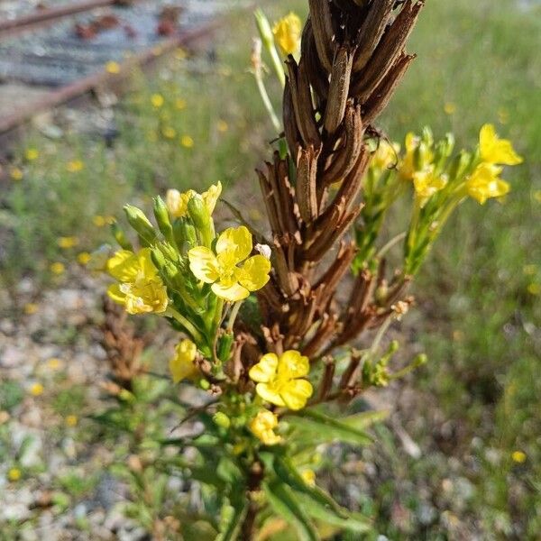 Oenothera biennis Flor