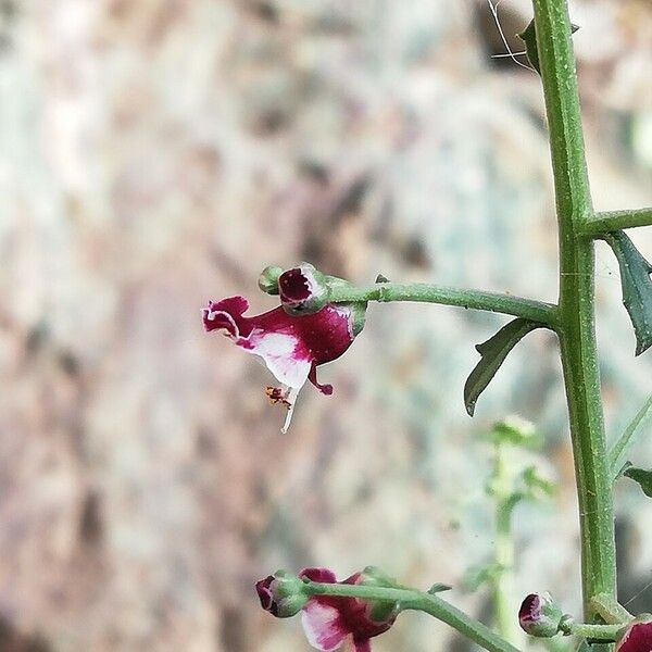 Scrophularia canina Květ