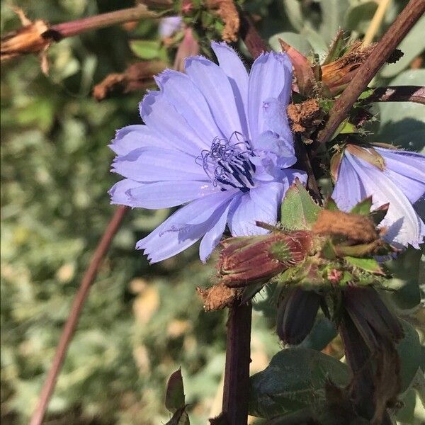 Cichorium endivia Blüte