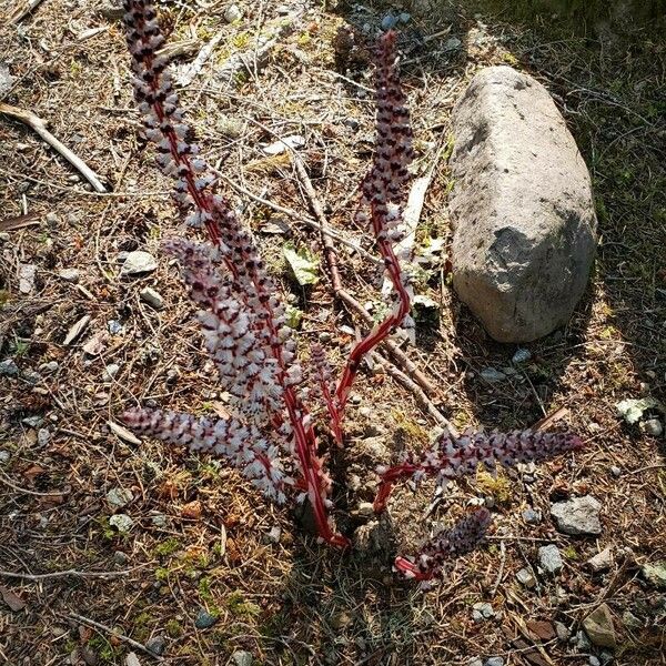 Allotropa virgata عادت