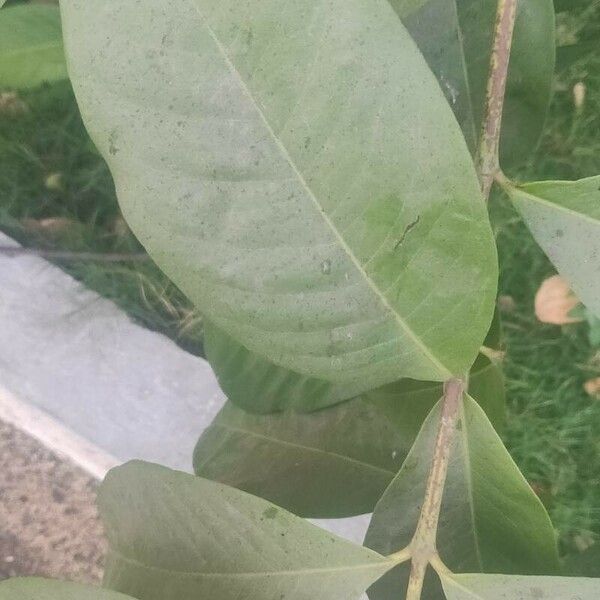 Ixora chinensis ഇല