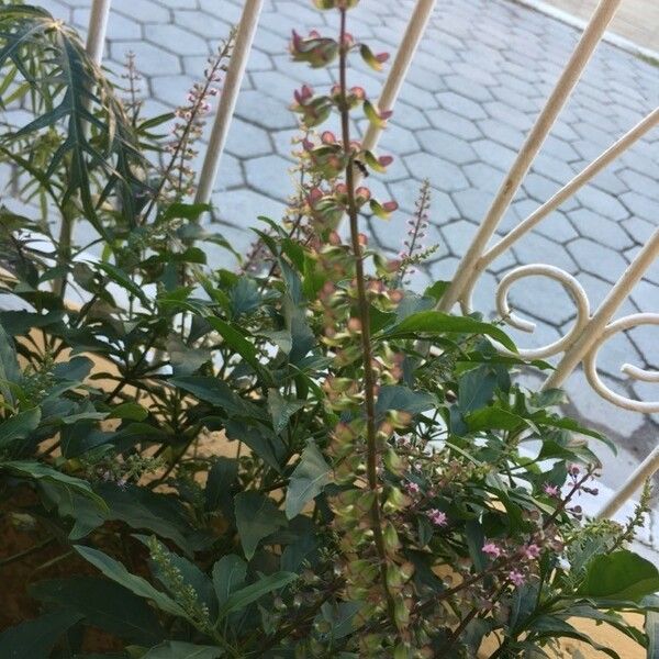 Ocimum carnosum Blüte