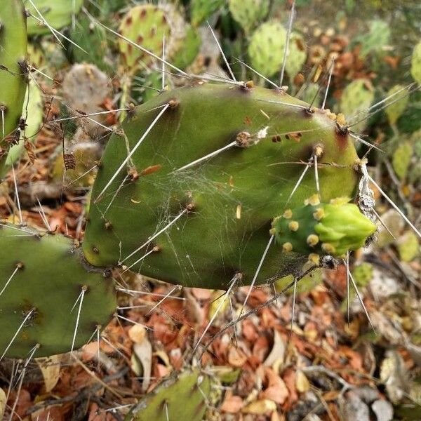 Opuntia guatemalensis Rinde