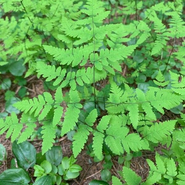 Gymnocarpium dryopteris পাতা