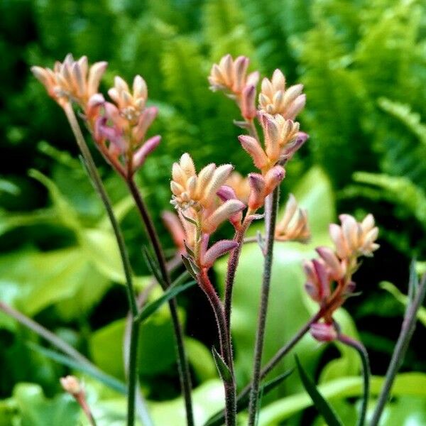 Anigozanthos flavidus Flower