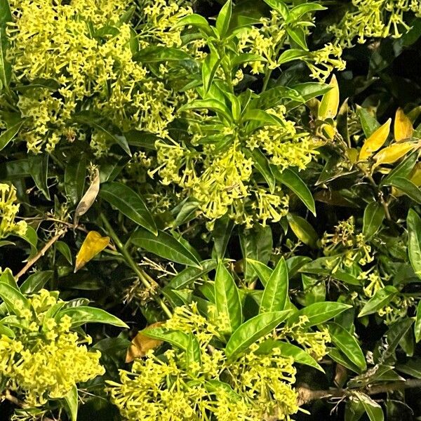 Cestrum nocturnum Leaf