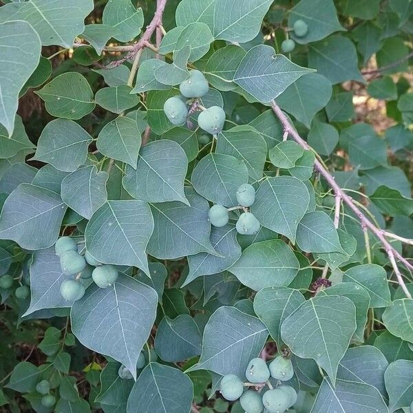 Triadica sebifera Leaf