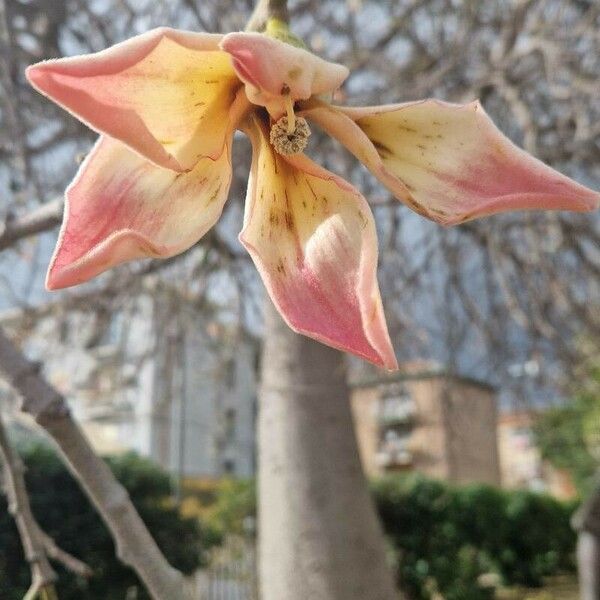 Ceiba speciosa Квітка