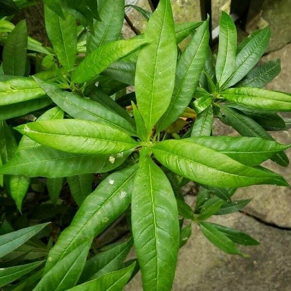 Pentas lanceolata Leaf