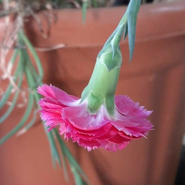 Dianthus caryophyllus Květ