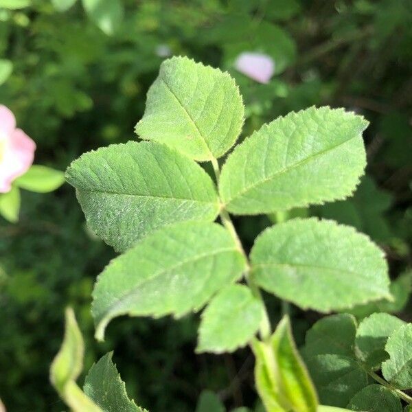 Rosa tomentosa ഇല