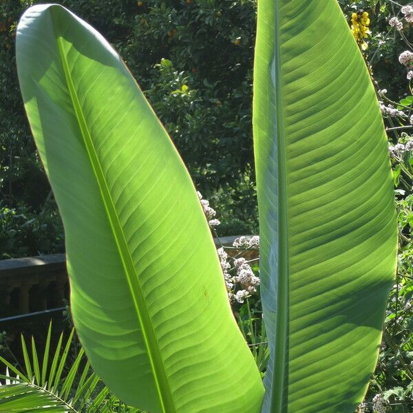 Musella lasiocarpa Leaf
