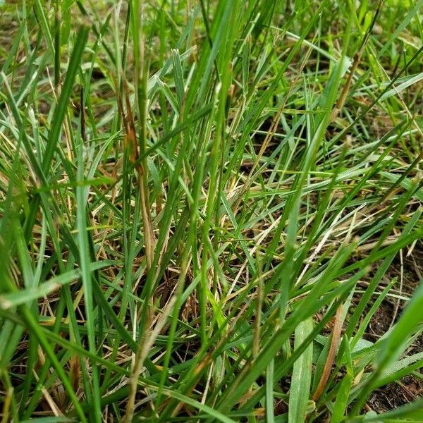 Festuca rubra List