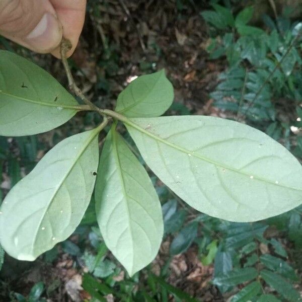 Brunfelsia guianensis Fuelha