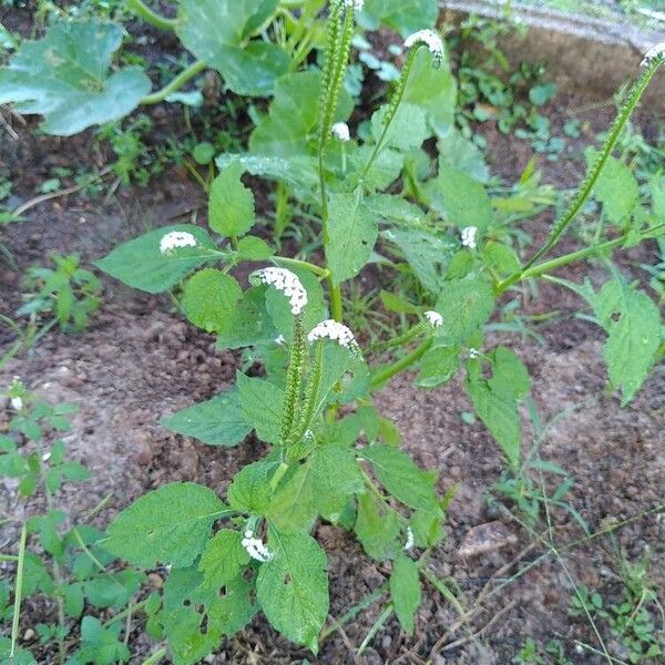 Heliotropium indicum Blodyn