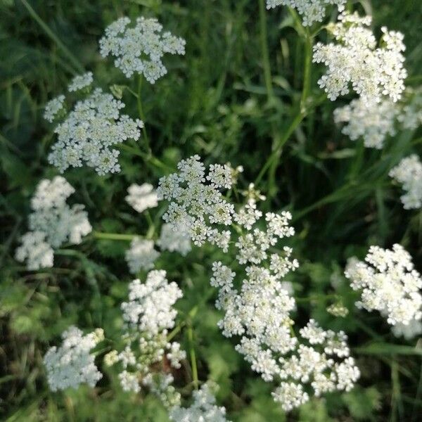 Chaerophyllum hirsutum Blomst