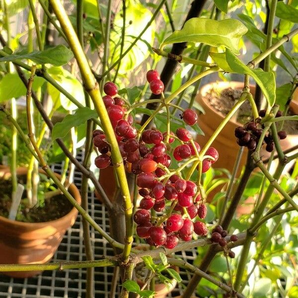 Carapichea ipecacuanha Fruit