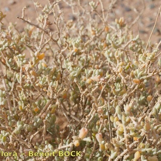 Zygophyllum gaetulum ശീലം