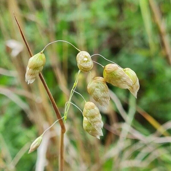 Briza maxima Fruit