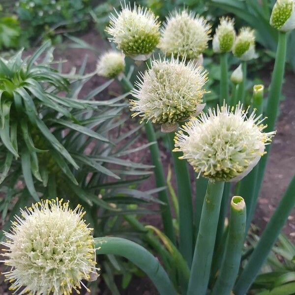 Allium fistulosum Blüte