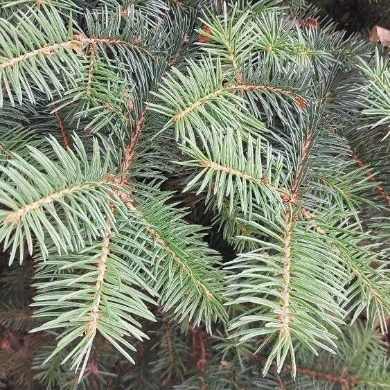 Picea sitchensis List