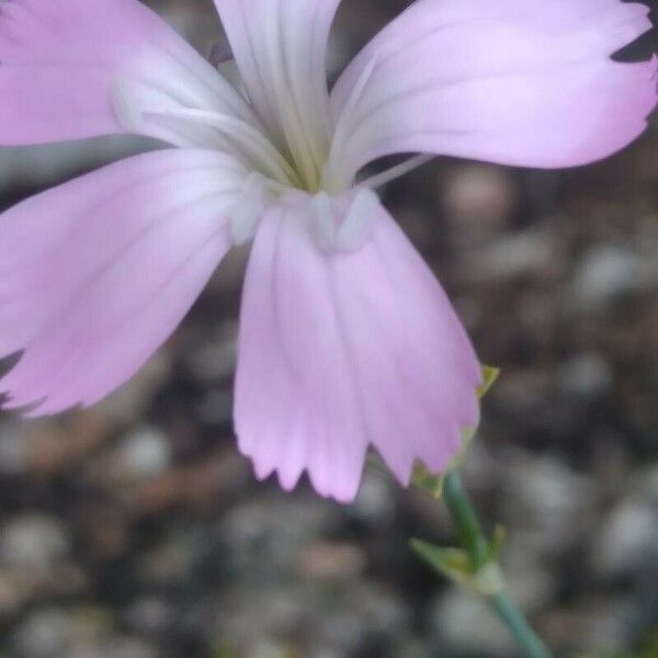 Dianthus godronianus 花
