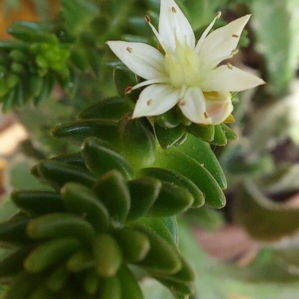 Sedum goldmanii Žiedas